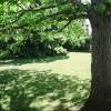 Cool shade under a tree