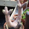 Alien cactus